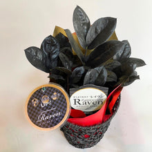 画像をギャラリービューアに読み込む, 【予約商品:12/15以降発送分】ザミオクルカス・ザミーフォリア レイヴン 開運ラベル付き 5号