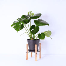 画像をギャラリービューアに読み込む, モンステラ・アダンソニー 6号 シンプルでおしゃれな鉢カバー&ポットスタンドセット