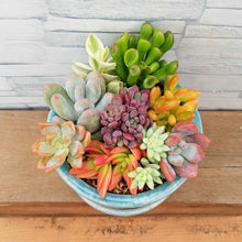 画像をギャラリービューアに読み込む, 【一点物】多肉植物寄植え DULTONポットセット(クラシックグリーン) 3号