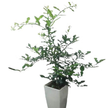 画像をギャラリービューアに読み込む, コブミカン(カフィア・ライム/バイマックルー) 7号 庭木にもおすすめ