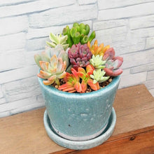 画像をギャラリービューアに読み込む, 【一点物】多肉植物寄植え DULTONポットセット(クラシックグリーン) 3号