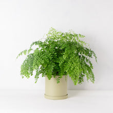 画像をギャラリービューアに読み込む, アジアンタム・フレグランス 5号 北欧デザイン鉢カバーセット(カーキ)