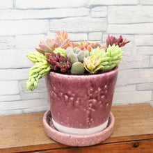 画像をギャラリービューアに読み込む, 【一点物】多肉植物寄植え+DULTONポットセット(ライトパープル) 3号