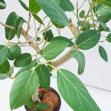 画像をギャラリービューアに読み込む, フィカス・ベンガレンシス 8号 沖縄の観葉植物 No.552 高さ約120cm