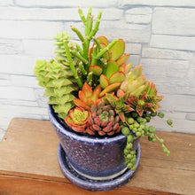 画像をギャラリービューアに読み込む, 【一点物】多肉植物寄植え DULTONポットセット(バイオレット) 3号