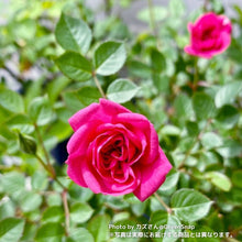 画像をギャラリービューアに読み込む, 【限定40個】ミニバラ・キャンディ キャンディ 4.5号 ※予約商品:3/9まで 出荷予定:3/14