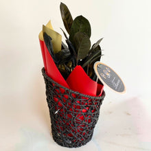 画像をギャラリービューアに読み込む, 【予約商品:12/15以降発送分】ザミオクルカス・ザミーフォリア レイヴン 開運ラベル付き 5号