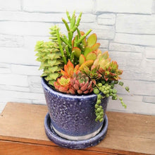 画像をギャラリービューアに読み込む, 【一点物】多肉植物寄植え DULTONポットセット(バイオレット) 3号