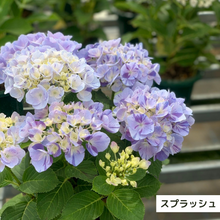 画像をギャラリービューアに読み込む, 【三ツ星品質】プレミアム ハイドランジア 3.5号 2ポットセット
