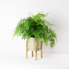 画像をギャラリービューアに読み込む, アジアンタム・フレグランス 5号 北欧デザイン鉢カバーセット&ポットスタンド (カーキ)