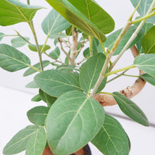 画像をギャラリービューアに読み込む, フィカス・ベンガレンシス 8号 沖縄の観葉植物 No.552 高さ約120cm