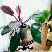 画像をギャラリービューアに読み込む, フィロデンドロン・サンレッド 4号 1鉢