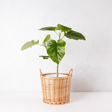 画像をギャラリービューアに読み込む, フィカス・ウンベラータ 7号 ナチュラルなカゴセット