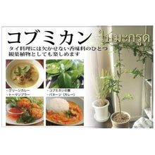 画像をギャラリービューアに読み込む, コブミカン(カフィア・ライム/バイマックルー) 7号 庭木にもおすすめ