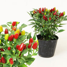 画像をギャラリービューアに読み込む, 【限定24セット】五色トウガラシ・ぽこあぽこ 3種セット ※予約商品:7/13まで 出荷予定:7/18