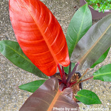 画像をギャラリービューアに読み込む, 【室内におすすめ 観葉植物】フィロデンドロン・サンレッド 6号