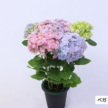 画像をギャラリービューアに読み込む, 【三ツ星品質】プレミアム ハイドランジア 3.5号 2ポットセット