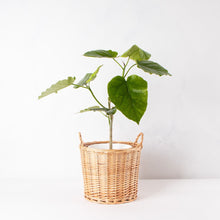 画像をギャラリービューアに読み込む, フィカス・ウンベラータ 7号 ナチュラルなカゴセット
