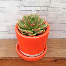 画像をギャラリービューアに読み込む, 【一点物】エケベリア・ピンクシャンペン DULTONポットセット(オレンジ) 3号