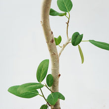 画像をギャラリービューアに読み込む, 【一点物】フィカス・ベンガレンシス 8号 高さ約140cm 沖縄の観葉植物 No.533