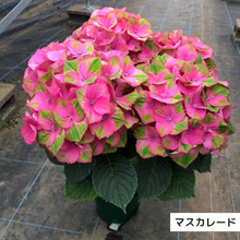 画像をギャラリービューアに読み込む, 【三ツ星品質】プレミアム ハイドランジア 3.5号 2ポットセット