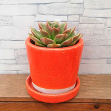 画像をギャラリービューアに読み込む, 【一点物】エケベリア・ピンクシャンペン DULTONポットセット(オレンジ) 3号