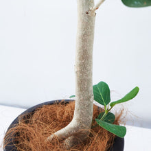 画像をギャラリービューアに読み込む, フィカス・ベンガレンシス 8号 沖縄の観葉植物 No.552 高さ約120cm