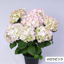 画像をギャラリービューアに読み込む, 【三ツ星品質】プレミアム ハイドランジア 3.5号 2ポットセット