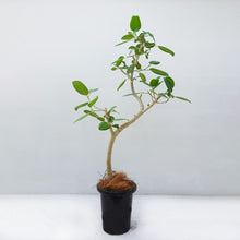 画像をギャラリービューアに読み込む, フィカス・ベンガレンシス 8号 沖縄観葉 No.532 高さ140cm