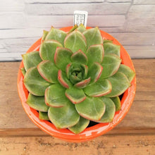 画像をギャラリービューアに読み込む, 【一点物】エケベリア・ピンクシャンペン DULTONポットセット(オレンジ) 3号