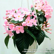 画像をギャラリービューアに読み込む, 【限定30鉢】アッサム・ニオイザクラ 'ココ'(ルクルア) 5号 ※予約商品:12/7まで 出荷予定:12/12