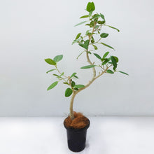 画像をギャラリービューアに読み込む, フィカス・ベンガレンシス 8号 沖縄観葉 No.532 高さ140cm