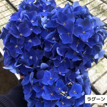 画像をギャラリービューアに読み込む, 【三ツ星品質】プレミアム ハイドランジア 3.5号 2ポットセット