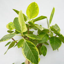 画像をギャラリービューアに読み込む, 【一点物】フィカス・アルテシーマ 8号 高さ約140cm 沖縄の観葉植物 No.40