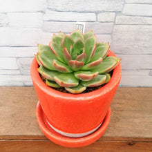 画像をギャラリービューアに読み込む, 【一点物】エケベリア・ピンクシャンペン DULTONポットセット(オレンジ) 3号