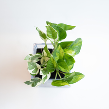 画像をギャラリービューアに読み込む, 【土を使わない観葉植物】テーブルプランツ キューブ (Table Plants CUBE) ポトス2品種寄せ植え