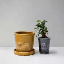 画像をギャラリービューアに読み込む, 【土を使わない観葉植物】テーブルプランツ(Table Plants)1品種×Sentir鉢セット