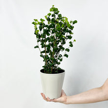 画像をギャラリービューアに読み込む, 【数量限定】フィカス・ベンジャミン バロック 5号