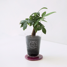 画像をギャラリービューアに読み込む, 【土を使わない観葉植物】 テーブルプランツ(Table Plants) ×カラフルCRYSTAL COASTERセット