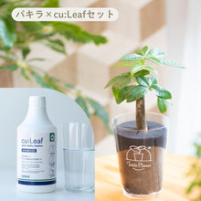 画像をギャラリービューアに読み込む, 【土を使わない観葉植物】テーブルプランツ(Table Plants)×cu:Leaf®(キュリーフ)500mlセット