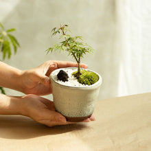 画像をギャラリービューアに読み込む, もみじのミニ盆栽 萬古焼鉢セット 3.5号 1鉢