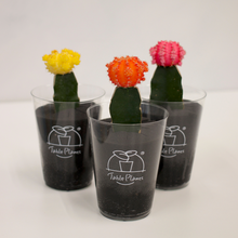 画像をギャラリービューアに読み込む, 【土を使わないサボテン】テーブルプランツ(Table Plants)ヒボタン(緋牡丹)