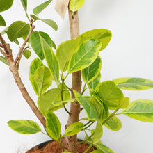 画像をギャラリービューアに読み込む, 【一点物】フィカス・アルテシーマ 8号 高さ約140cm 沖縄の観葉植物 No.40