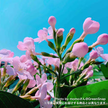 画像をギャラリービューアに読み込む, 【限定30鉢】アッサム・ニオイザクラ 'ココ'(ルクルア) 5号 ※予約商品:12/7まで 出荷予定:12/12