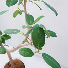 画像をギャラリービューアに読み込む, フィカス・ベンガレンシス 8号 沖縄観葉 No.532 高さ140cm