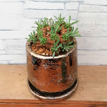 画像をギャラリービューアに読み込む, 【一点物】ユーフォルビア・峨眉山 DULTONポットセット(ブロンズ) 2.5号