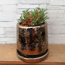 画像をギャラリービューアに読み込む, 【一点物】ユーフォルビア・峨眉山 DULTONポットセット(ブロンズ) 2.5号