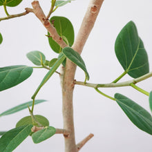 画像をギャラリービューアに読み込む, フィカス・ベンガレンシス 8号 沖縄観葉 No.532 高さ140cm