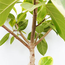 画像をギャラリービューアに読み込む, 【一点物】フィカス・アルテシーマ 8号 高さ約140cm 沖縄の観葉植物 No.40