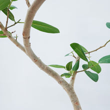画像をギャラリービューアに読み込む, フィカス・ベンガレンシス 8号 沖縄観葉 No.532 高さ140cm